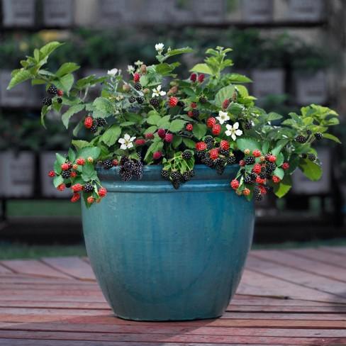 Bushel and Berry® Baby Cakes®  Thornless Blackerry - Raintree Nursery