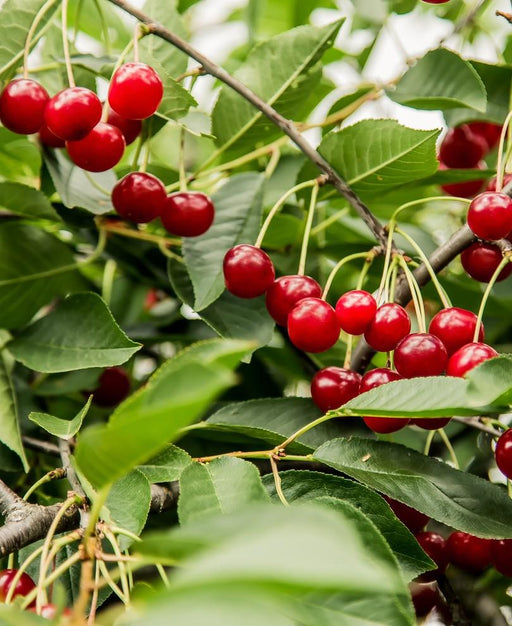 Combination Dwarf Cherry Tree (3 varieties) - Raintree Nursery