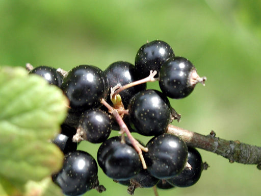 Coronet Black Currant-Berries-Whitman-Bareroot (1-2')-