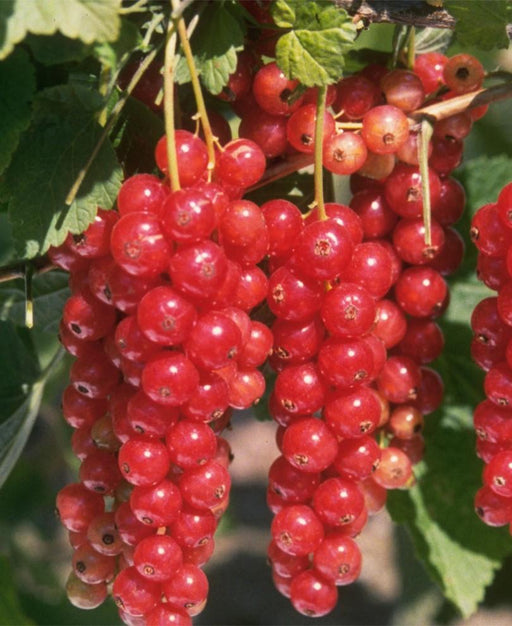 Jonkheer Van Tets Currant - Raintree Nursery