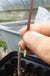 Custom Graft - Raintree Nursery
