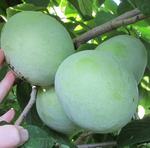KSU Benson ™ Paw Paw - Raintree Nursery