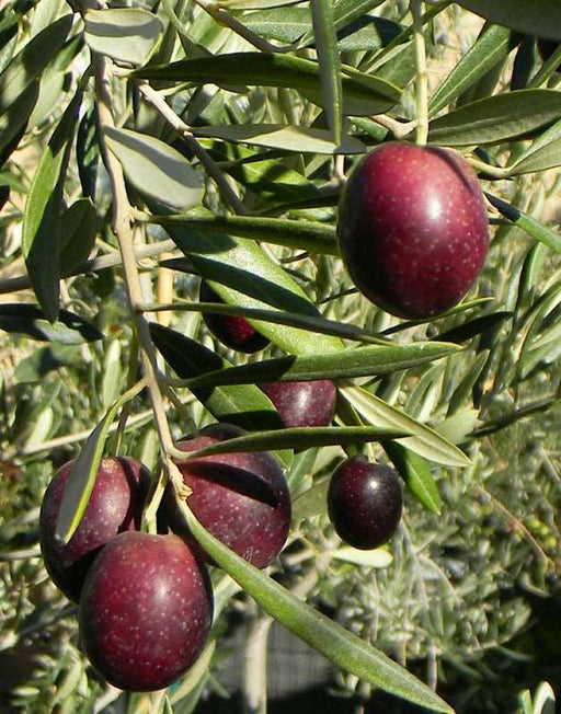 Maurino Olive - Raintree Nursery