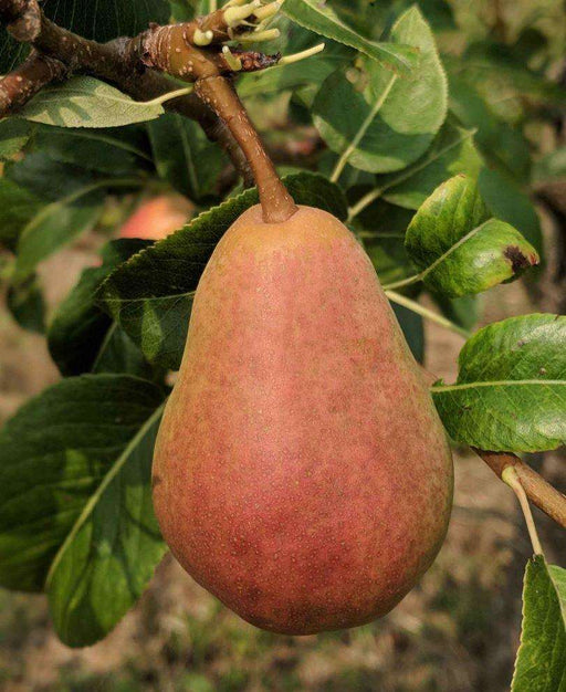 Rescue European Pear - Raintree Nursery