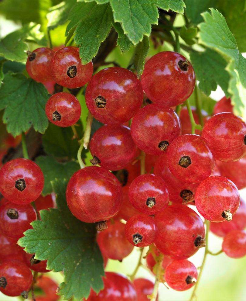 Gloire de Sablons Pink Currant - Raintree Nursery
