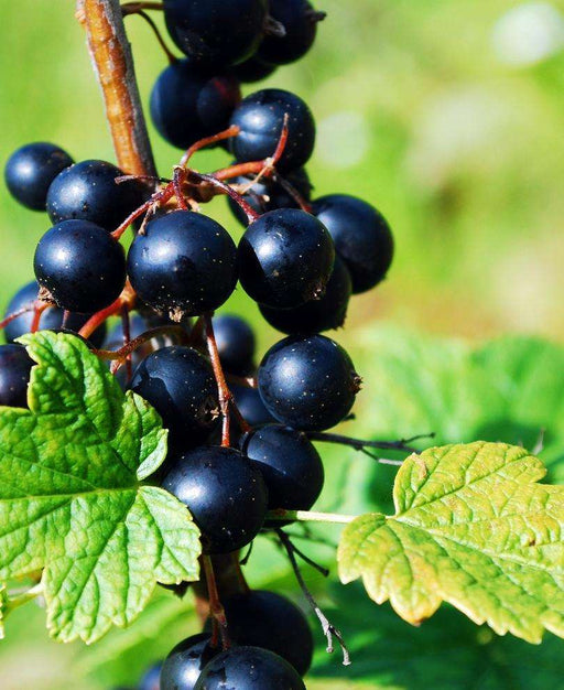 Prince Consort Black Currant - Raintree Nursery