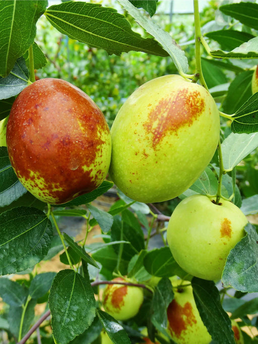 Honey Jar Jujube - Raintree Nursery