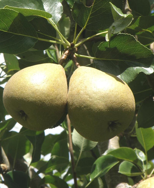 Barnett European Perry Pear - Raintree Nursery