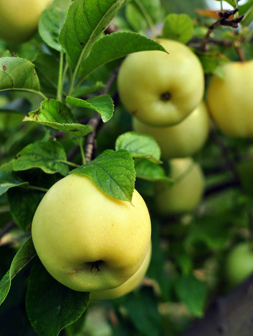 Pristine Apple - Raintree Nursery