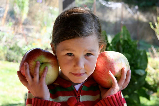 Wolf River Apple-Fruit Trees-Biringer-Semi-Dwarf (4'-5')-